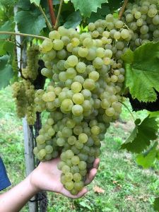 Weißer Spritzer trinkfertig Burgi g'spritzt Isabella Spritzer Weinbau Krobath Buschenschank Krobath